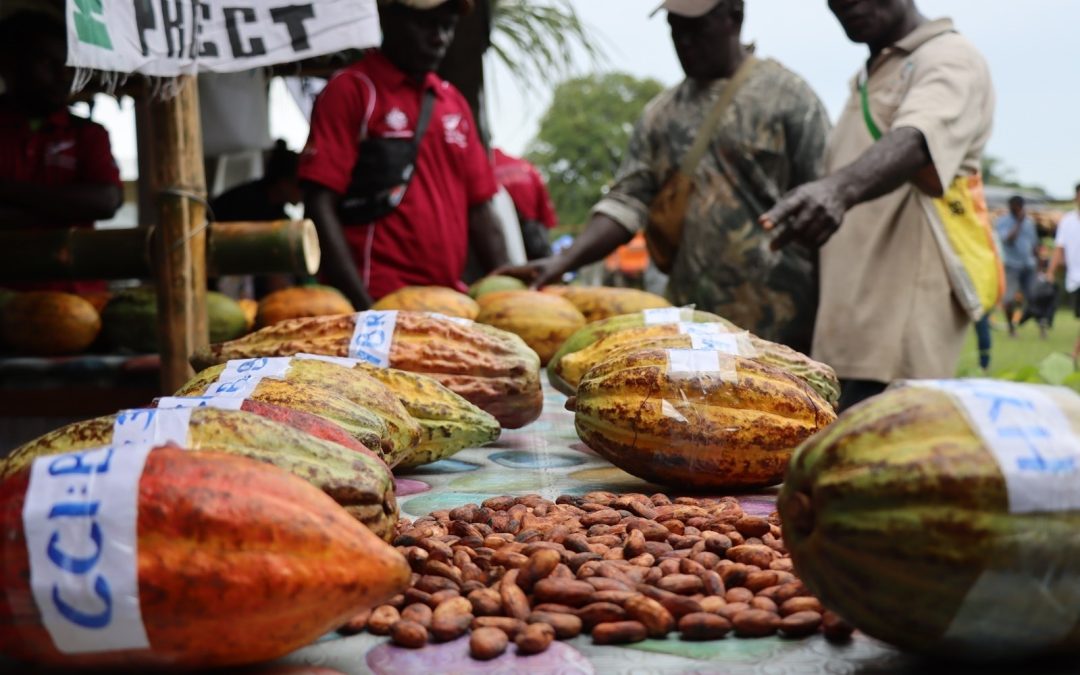 Revitalising Bougainville’s Cocoa Industry: A Success Story