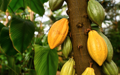 Cocoa boom drives PNG’s record cash-crop revenues