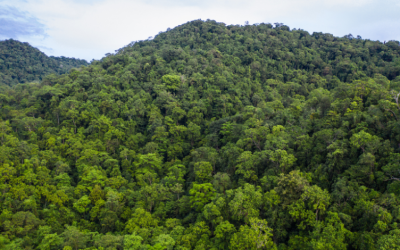 PNG to highlight economic value of forests, biodiversity at COP30